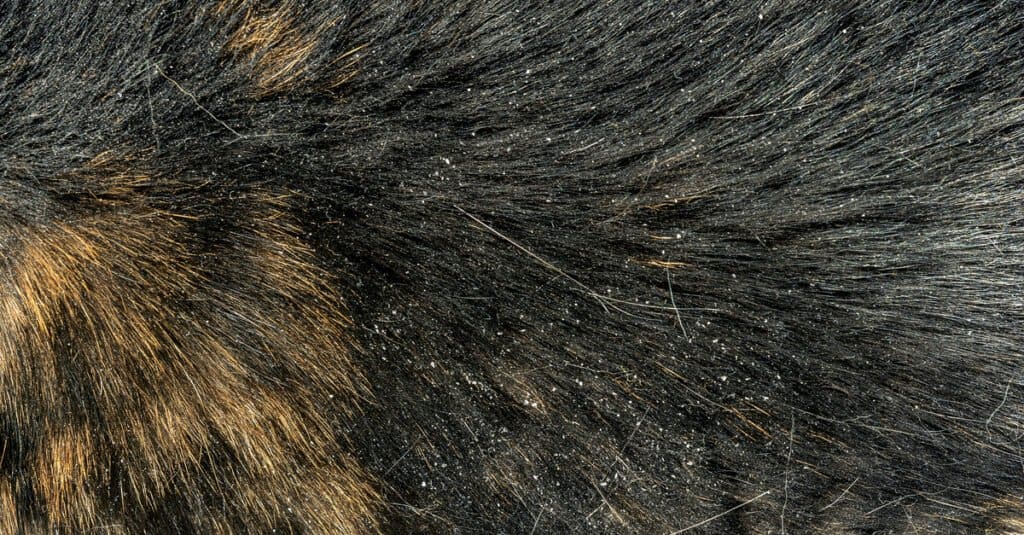 dandruff on black cat