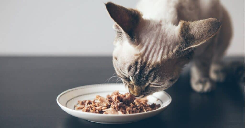 ıslak yemek yiyen kedi