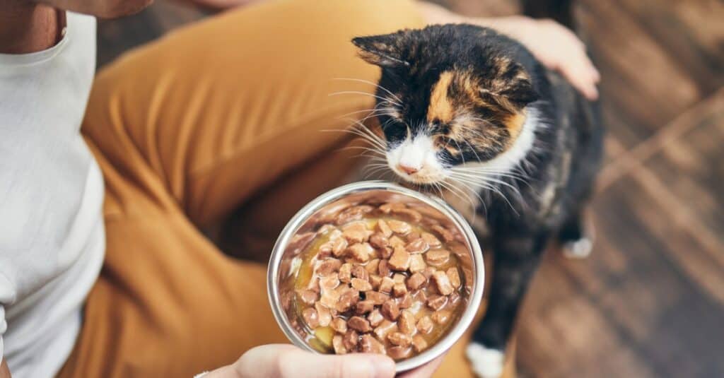 cat looking at its food