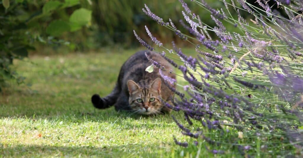 cat waiting to pounce on prey