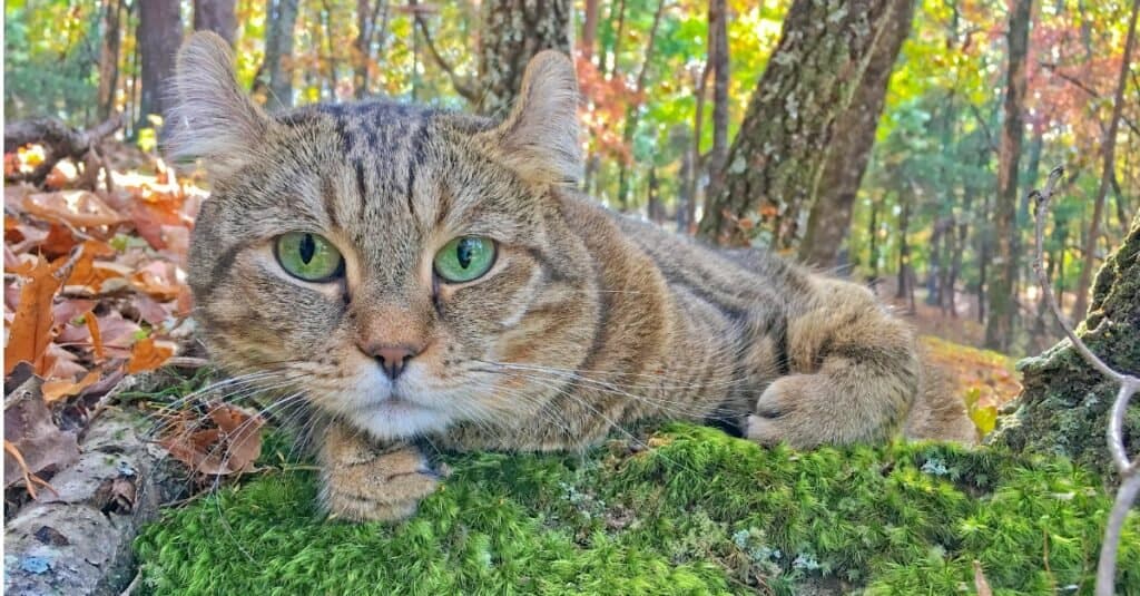 highlander-cat-lying-on-moss-in-forest