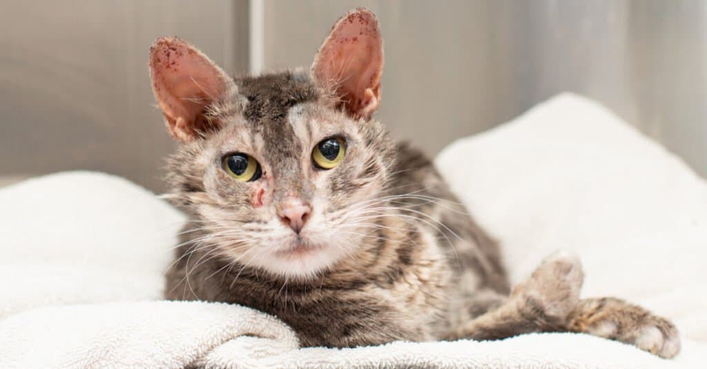 cat with mange in shelter