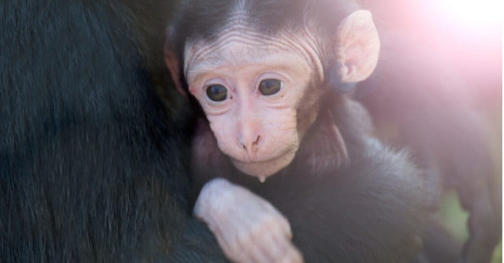 cute newborn chimpanzee