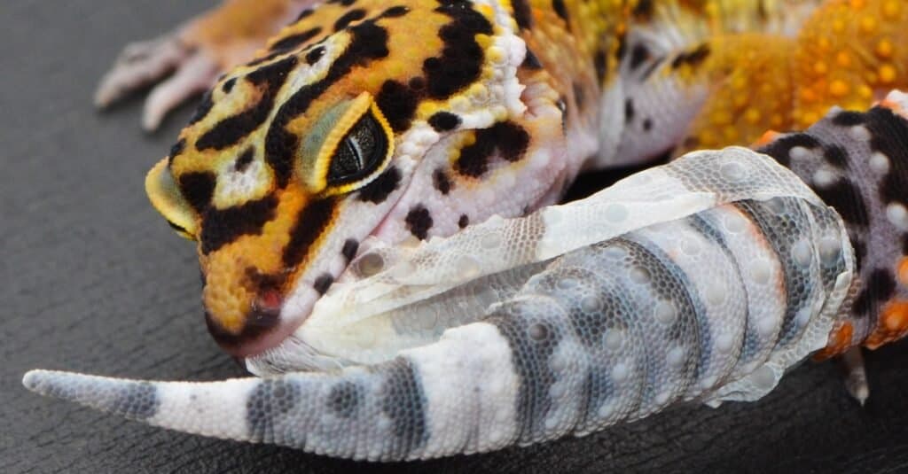 leopard-gecko-eating-shed-skin
