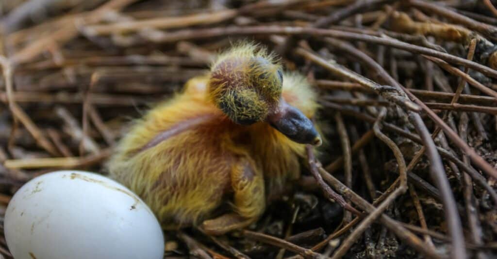 baby-pigeon-newborn