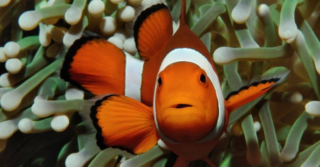 clownfish swimming towards camera