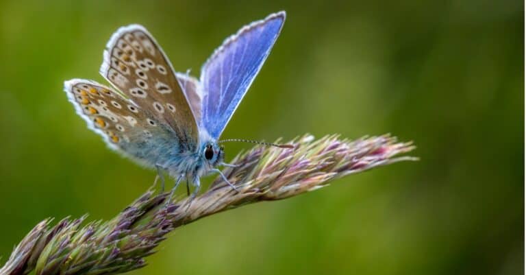 common blue butterfly on a flower