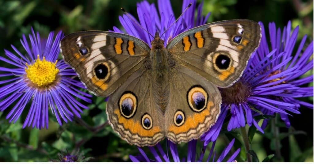 common buckeye on purple flower