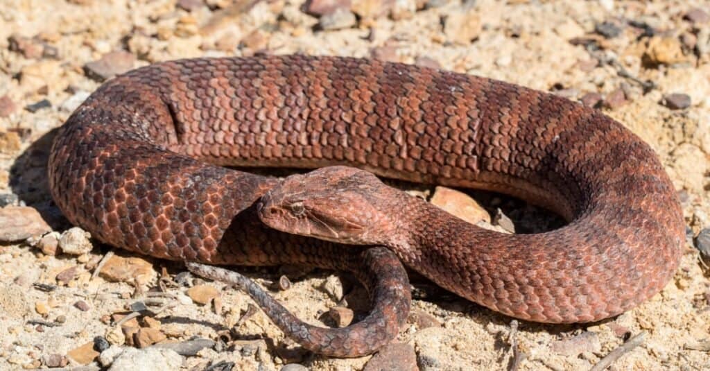 common death adder curled up on rocks