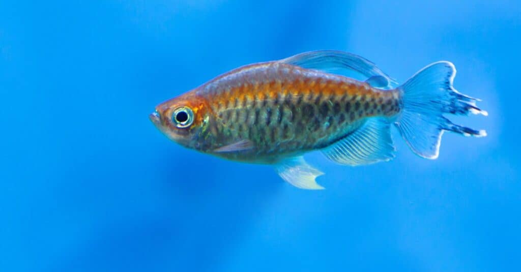 congo-tetra-swimming-blue-background