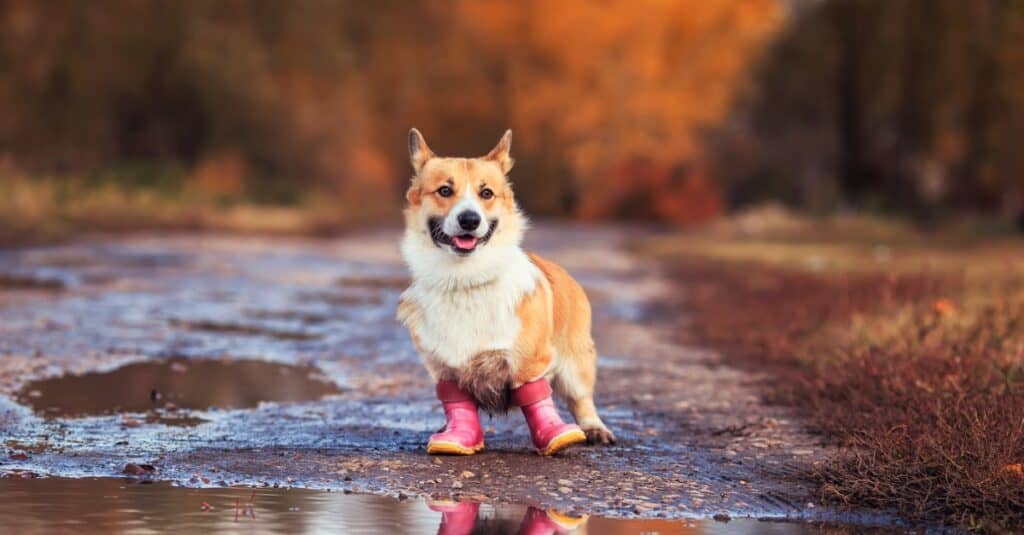 corgi in rainboots