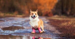 Best Dog Boots: Reviewed for 2021 Picture