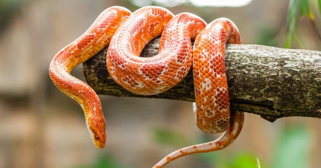 corn snakes are one of the most popular and common snakes in North Carolina