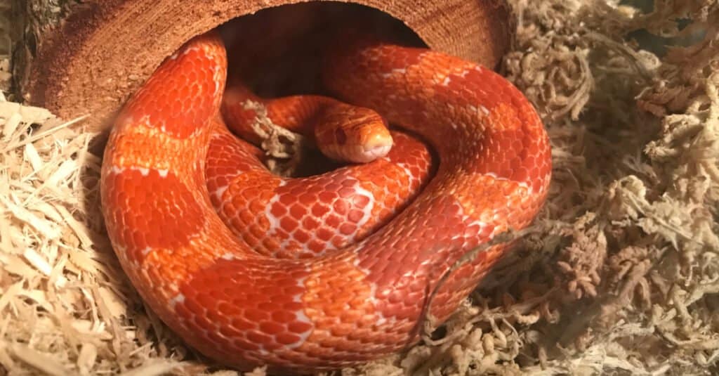 corn snake in terrarium