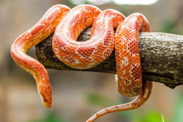 A long-bodied corn snake may have as many as 400 bones. 