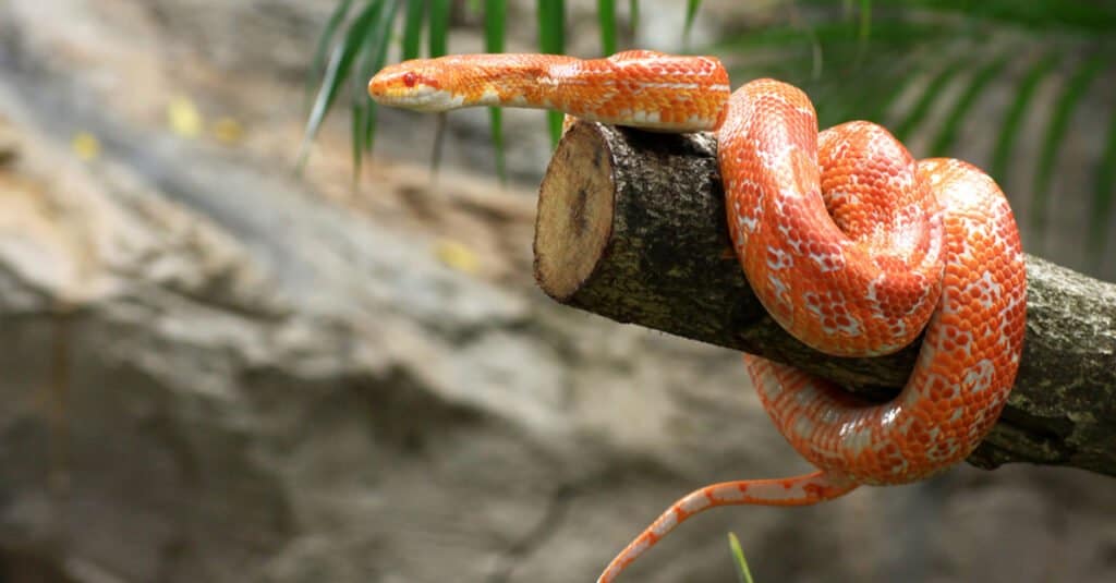 corn snake wrapped around branch of tree