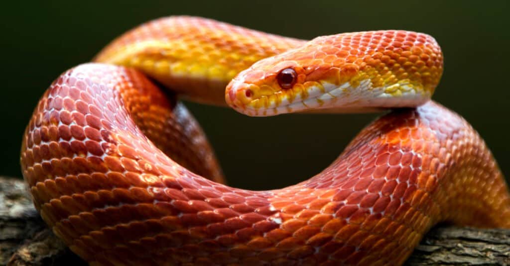 close up of a corn snake