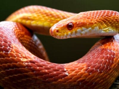 Corn Snake Picture