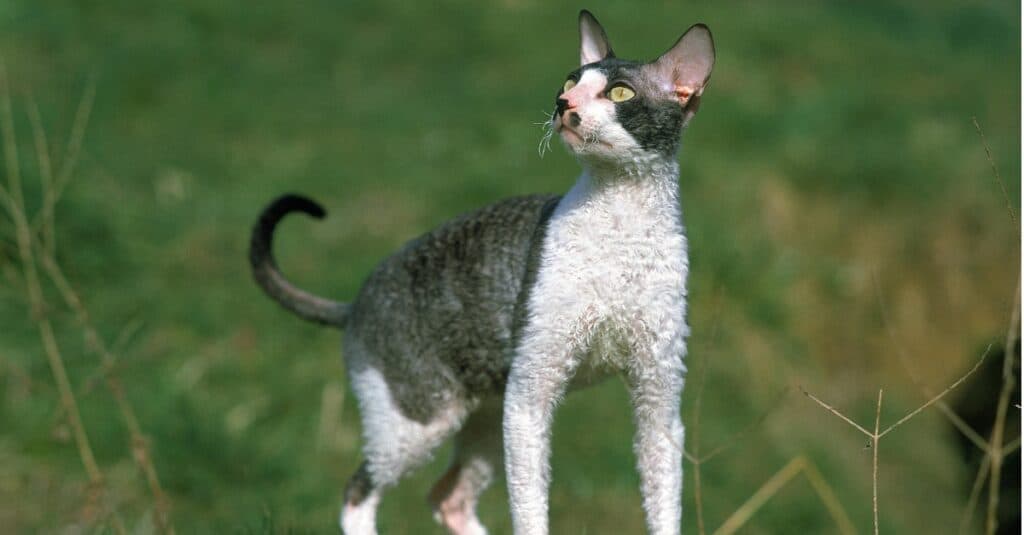 grey and white cornish rex in grass