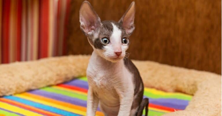 cornish rex kitten on colorful bed