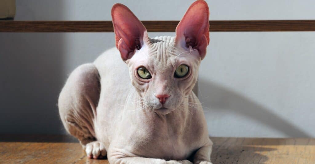 close up of a cornish rex