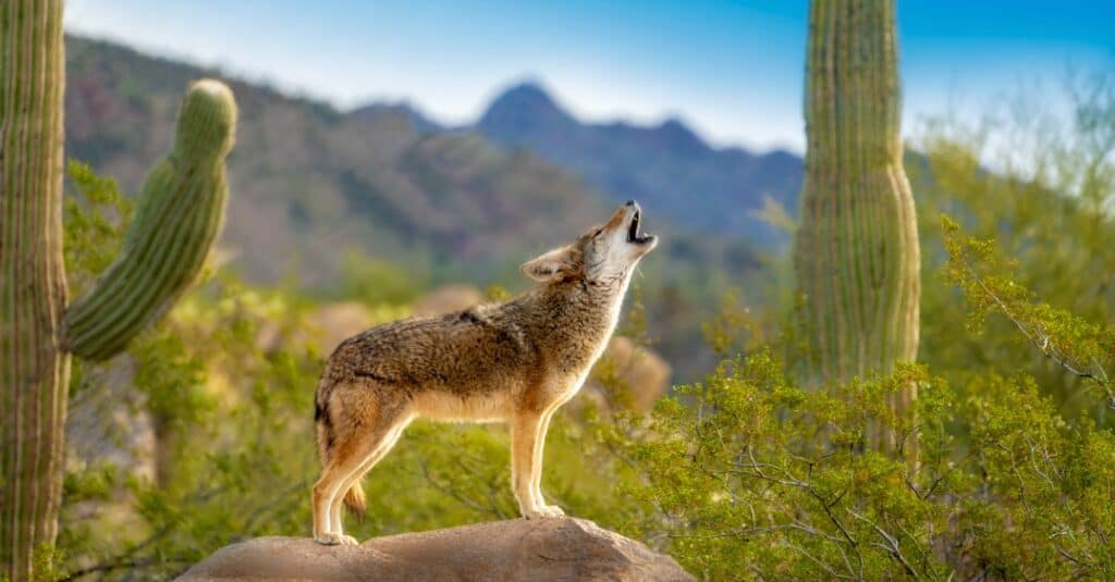 coyote howling on rocks