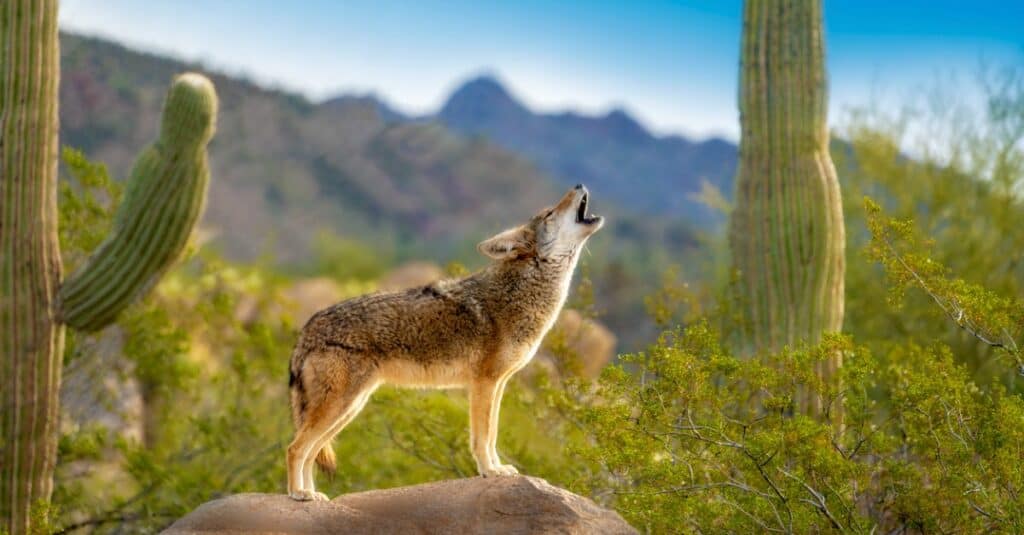 Coyote Size: How Big Do Coyotes Get? - A-Z Animals