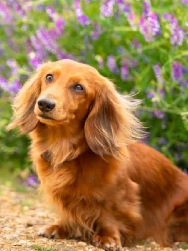Dachshund sitting in front of purple flowers