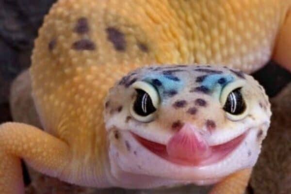Don't be fooled by the leopard gecko's goofy smile; they are surprisingly fierce hunters!