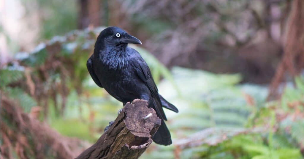 crow perched on cut branch
