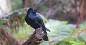 Do Crows Make Good Pets? You Would Bore This Bird Picture