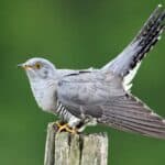 Cuckoos