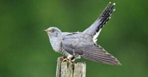 cuckoo perched on post