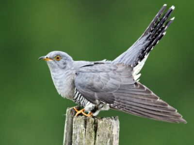 A Cuckoo