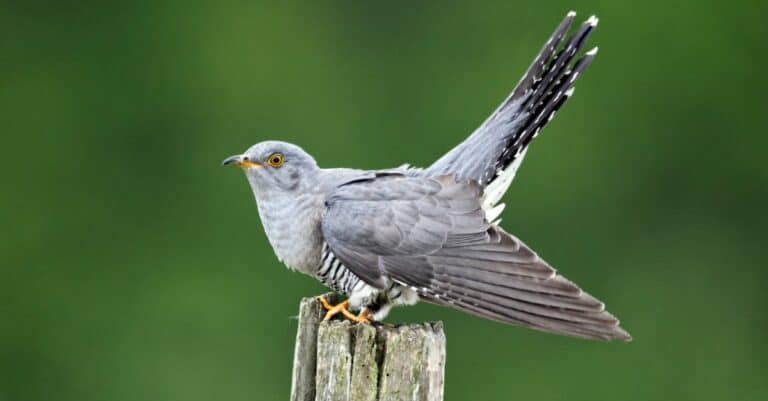 Cuckoo