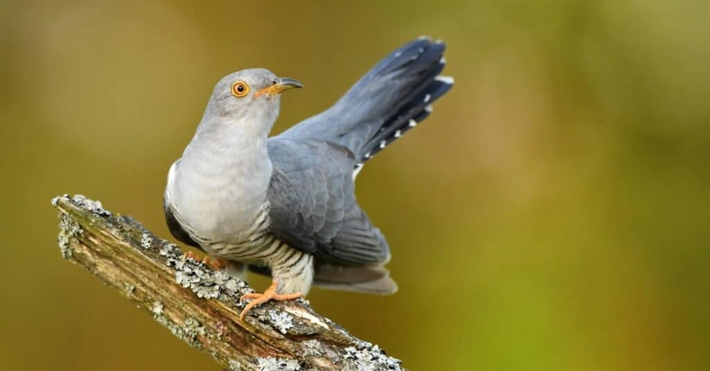 cuckoo perched on wood branch