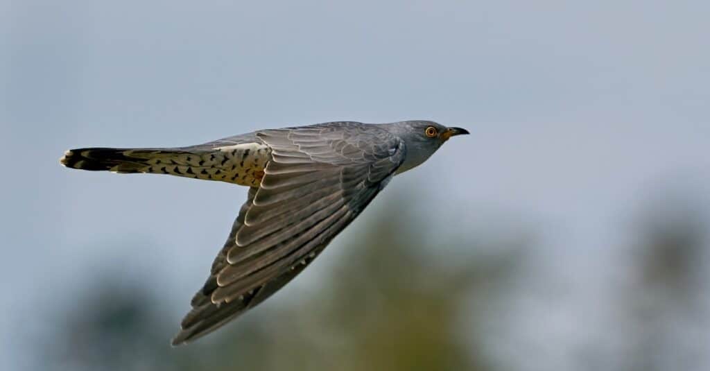 cuckoo in flight