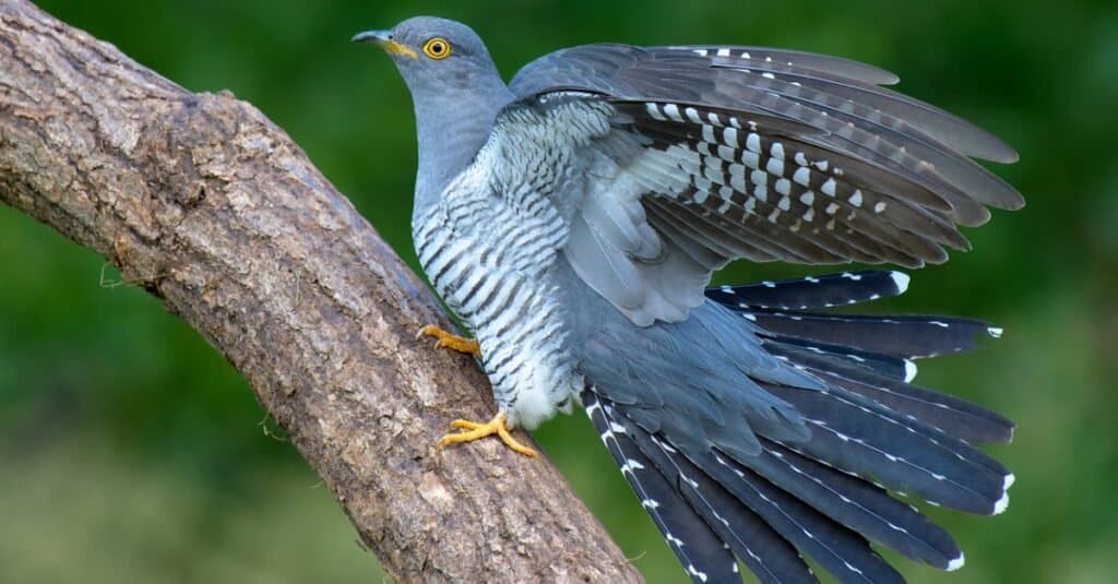 cuckoo with wings spread