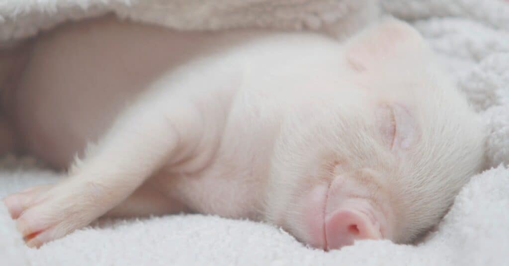 baby-pig-sleeping