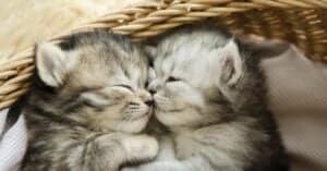 Baby Cat: 5 Kitten Pictures and 5 Facts Picture