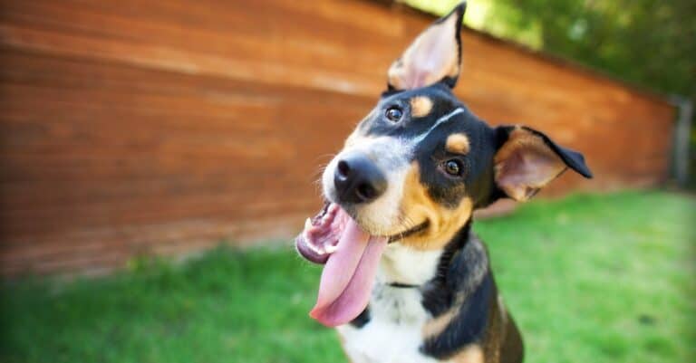 dog with tongue hanging to the side