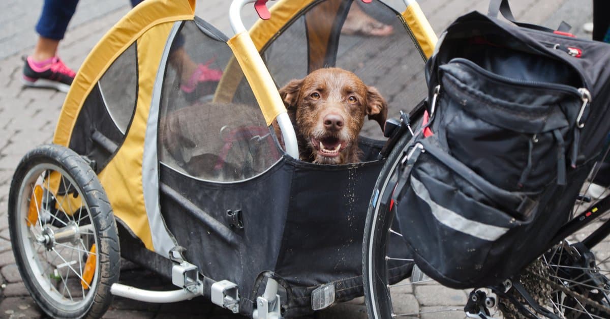 A dog rides in a bike trailer.