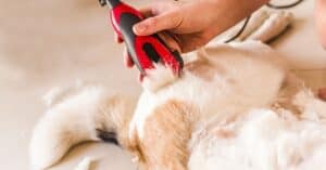 Best Dog Clippers (For Grooming): Reviewed for 2021 Picture