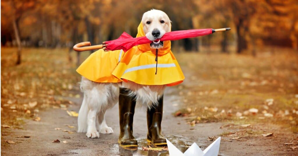 con chó mặc áo mưa màu vàng mang ủng