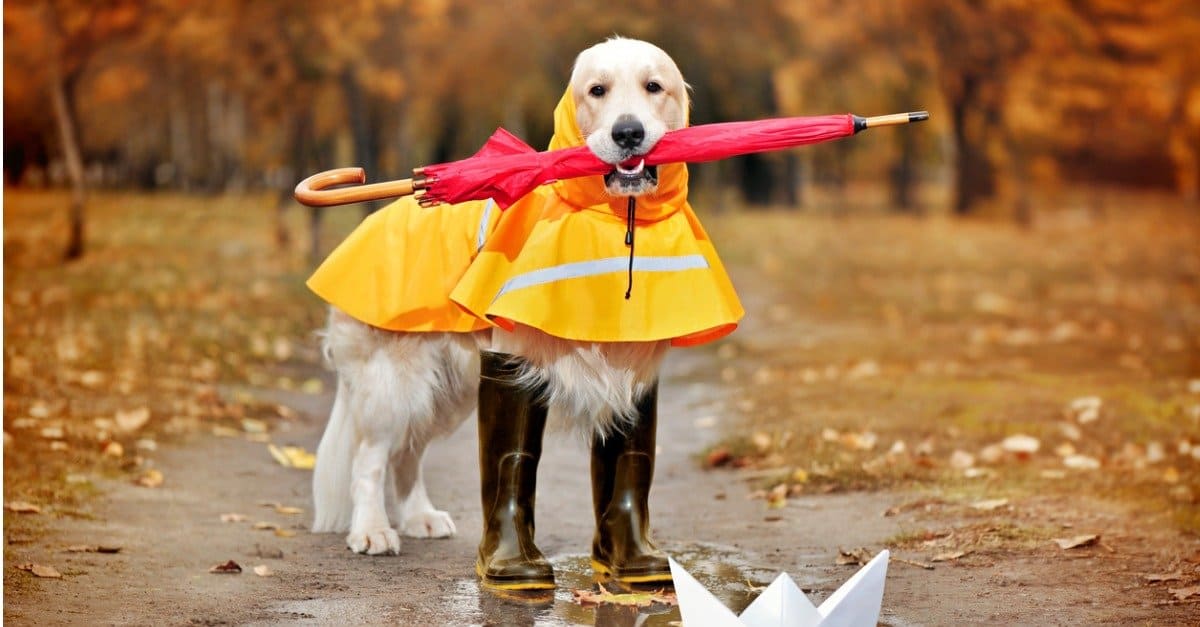 dog in yellow raincoat with boots on