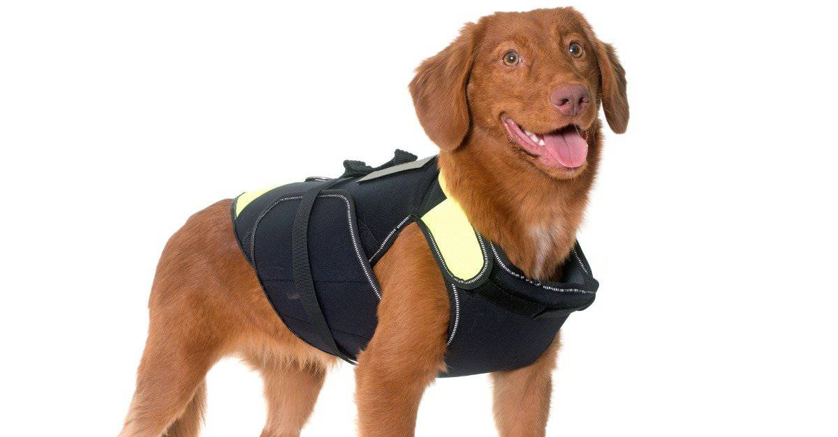 isolated dog in vest