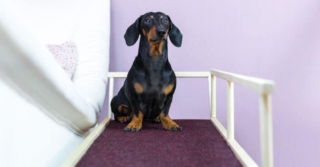 A dachshund sits on a ramp by a bed.