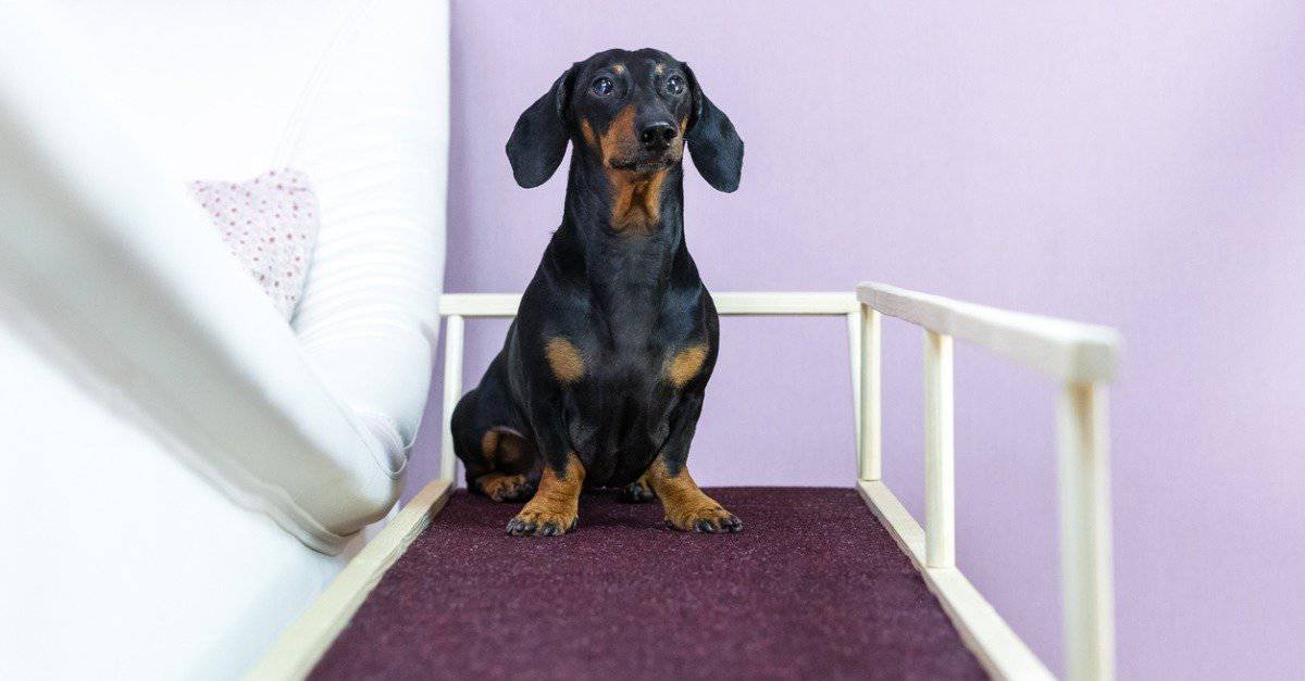 A dachshund sits on a ramp by a bed.