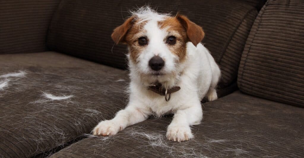 jack russell shedding on couch