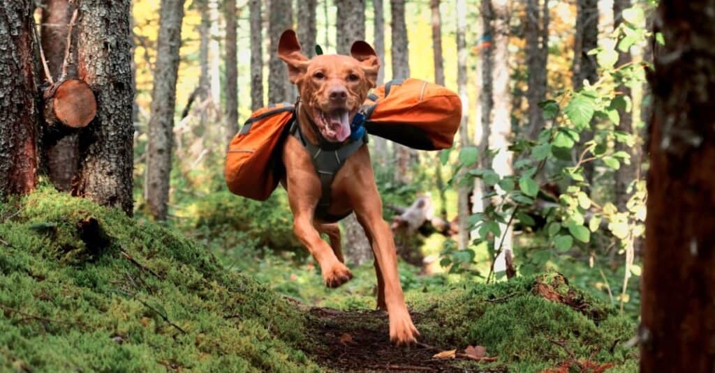 dog running in woods with backpack